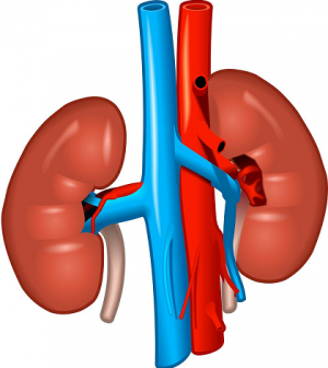 kidney specialist doctor nephrologist guwahati apollo clinic kidney specialist doctor nephrologist