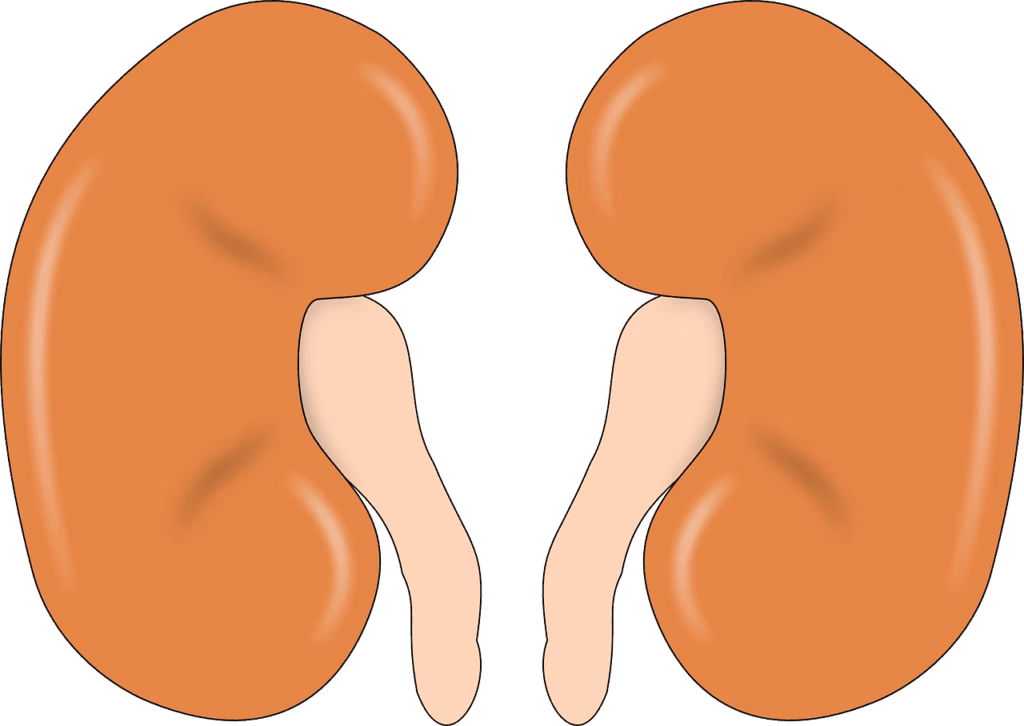 kidney specialist doctor