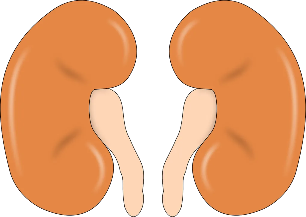 kidney specialist doctor