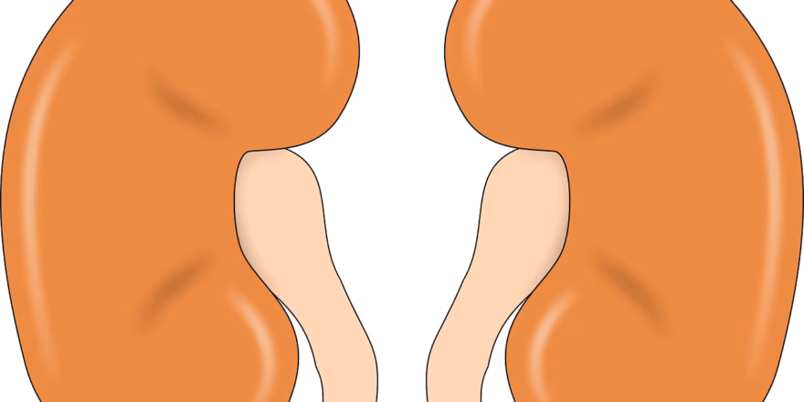 kidney specialist doctor