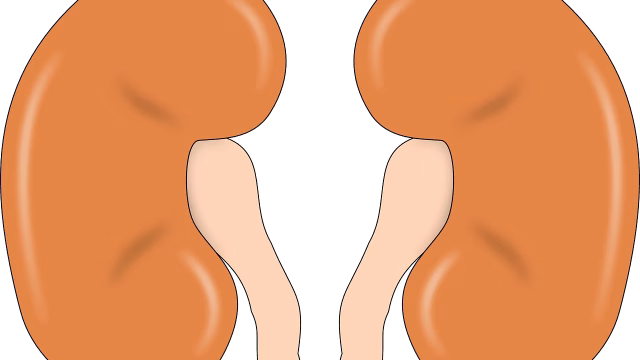kidney specialist doctor